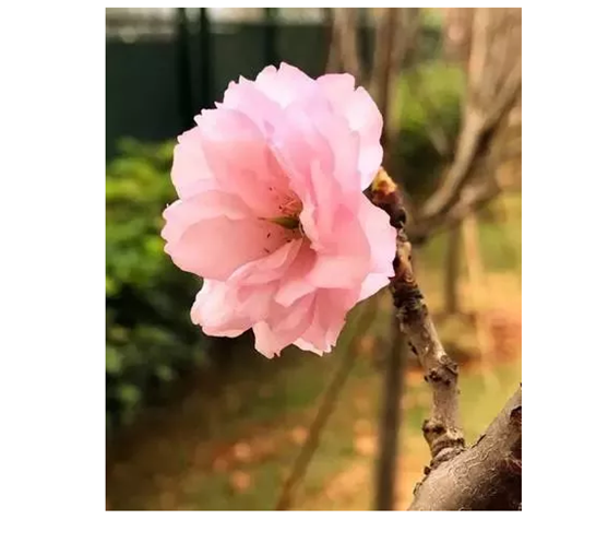 ӣ
